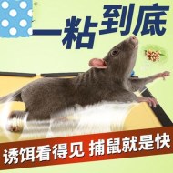 如何使用粘鼠板成功滅鼠？